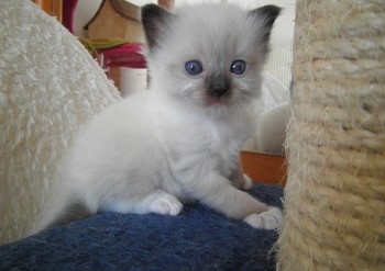 femelle seal point-mitted - 3 semaines - Chatterie Ragdolls du Val de Beauvoir